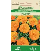 Тагетес (Френски невен) Оранжев Валенсия Tagetes patula