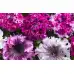 Петуния Едроцветна Триумфът Petunia grandiflora Cernys Triumph