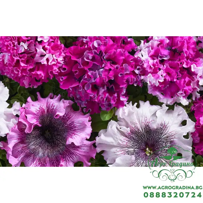 Петуния Едроцветна Триумфът Petunia grandiflora Cernys Triumph Петуния Едроцветна Триумфът Petunia grandiflora Cernys Triumph