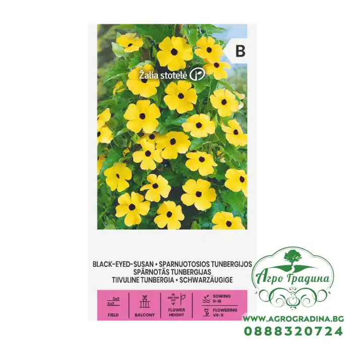 Тунбергия Чернооката Сюзън Black eyed Susan Тунбергия Чернооката Сюзън Black eyed Susan