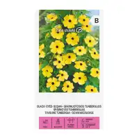 Тунбергия Чернооката Сюзън  Black eyed Susan