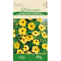 Тунбергия Чернооката Сюзън / Thunbergia alata Bojer ex Sims Black eyed Susan