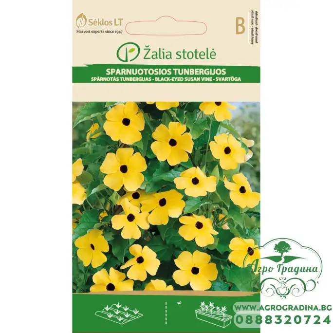 Тунбергия Чернооката Сюзън Thunbergia alata Bojer ex Sims Black eyed Susan
