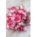 Латирус Американа Lathyrus odoratus – Саксийни и градински цветя