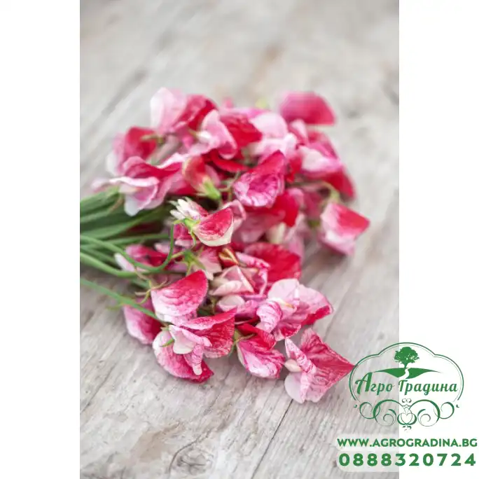 Латирус Американа Lathyrus odoratus