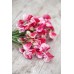 Латирус Американа Lathyrus odoratus – Саксийни и градински цветя