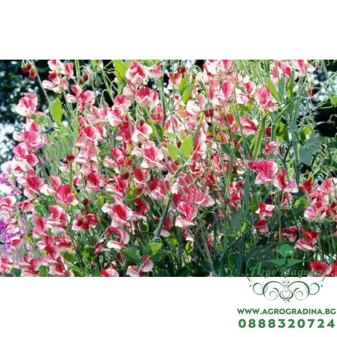 Латирус Американа Lathyrus odoratus