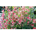 Латирус Американа Lathyrus odoratus – Саксийни и градински цветя
