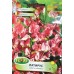 Латирус Американа Lathyrus odoratus – Саксийни и градински цветя