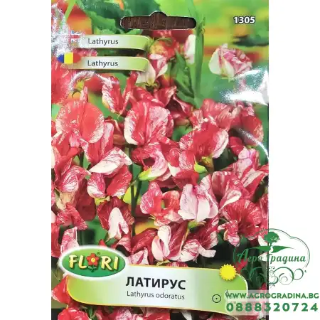 Латирус Американа / Lathyrus odoratus