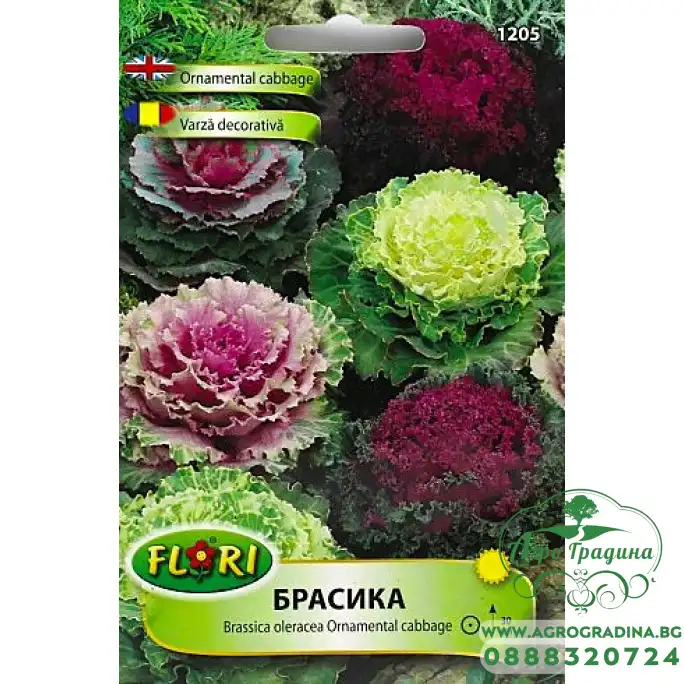 Брасика, Декоративно зеле