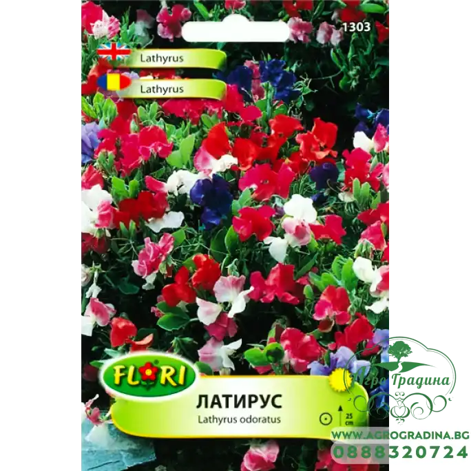 Декоративен грах, Латирус нисък