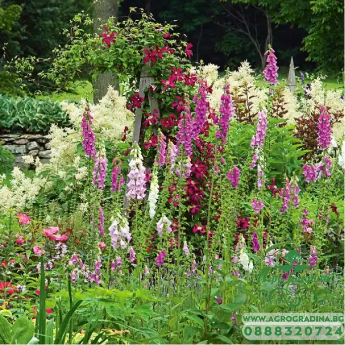 Дигиталис (Напръстник) Микс Digitalis purpurea Дигиталис (Напръстник) Микс Digitalis purpurea