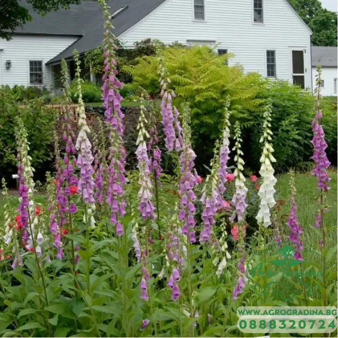 Дигиталис (Напръстник) Микс Digitalis purpurea Дигиталис (Напръстник) Микс Digitalis purpurea