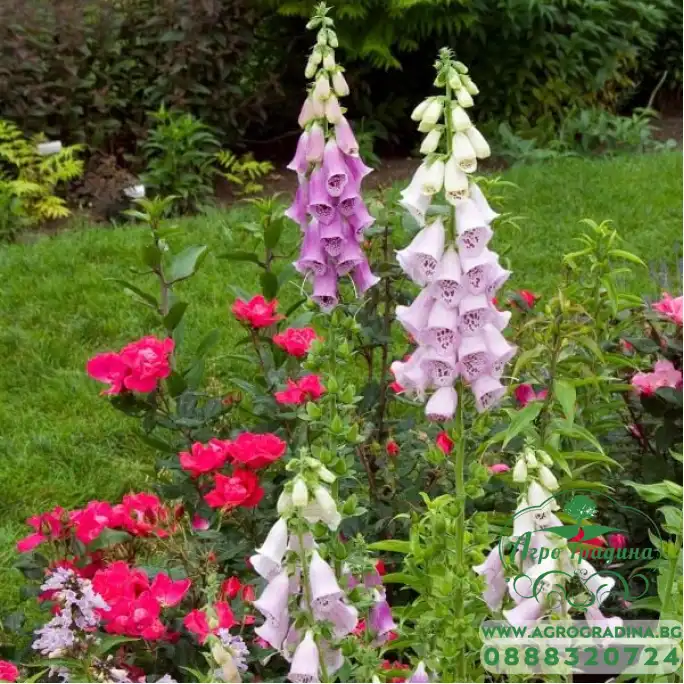 Дигиталис (Напръстник) Микс Digitalis purpurea Дигиталис (Напръстник) Микс Digitalis purpurea