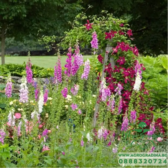 Дигиталис (Напръстник) Микс Digitalis purpurea Дигиталис (Напръстник) Микс Digitalis purpurea