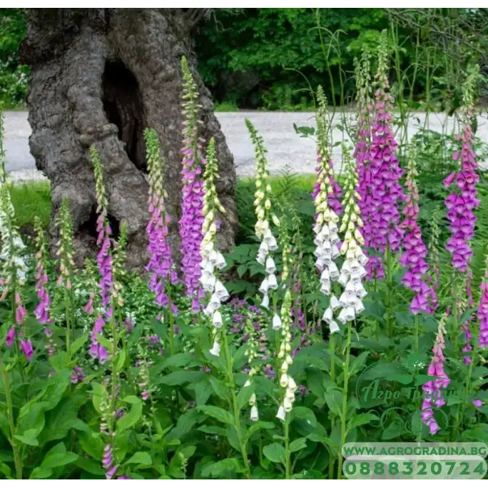 Дигиталис (Напръстник) Микс Digitalis purpurea Дигиталис (Напръстник) Микс Digitalis purpurea