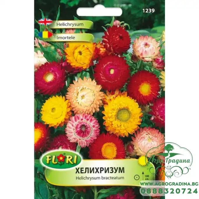 Хелихризум