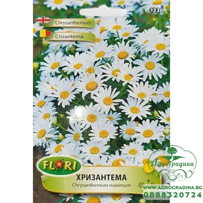Семена за бяла Хризантема