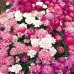 Иберис микс Iberis umbellata