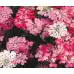 Иберис микс Iberis umbellata