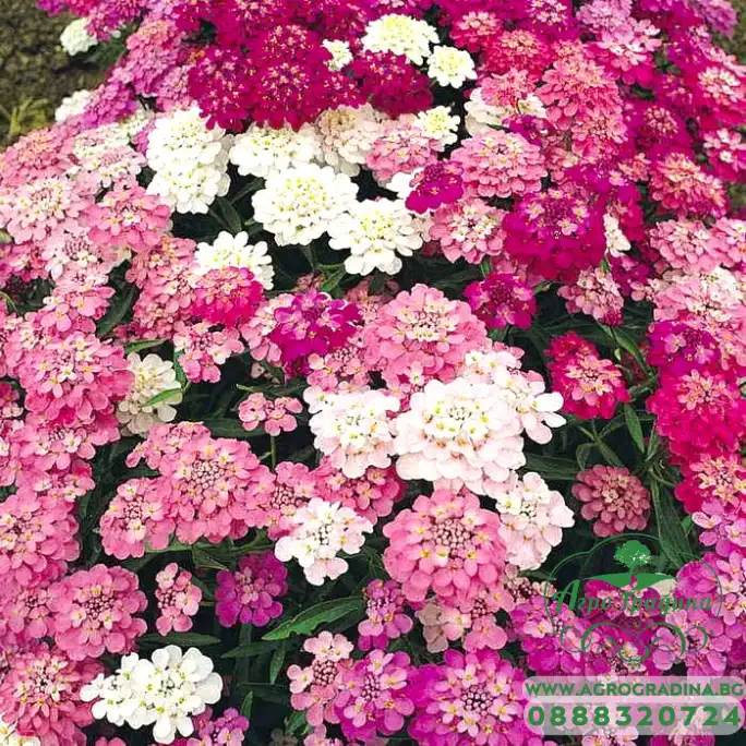 Иберис микс Iberis umbellata Иберис микс Iberis umbellata