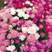 Иберис микс Iberis umbellata – Саксийни и градински цветя