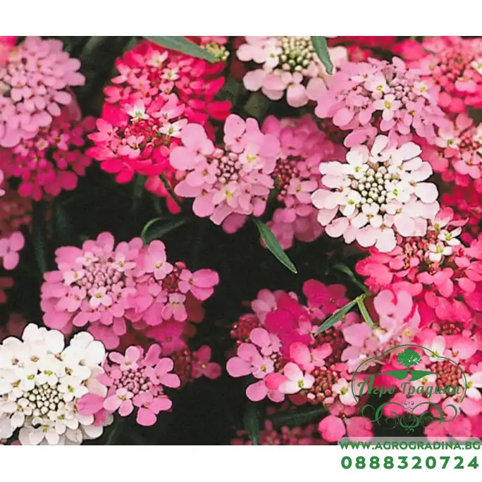 Иберис микс Iberis umbellata Иберис микс Iberis umbellata