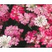 Иберис микс Iberis umbellata – Саксийни и градински цветя