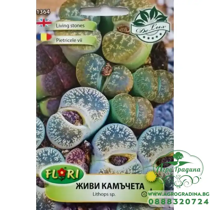 Живи камъчета Lithops sp. Живи камъчета Lithops sp.