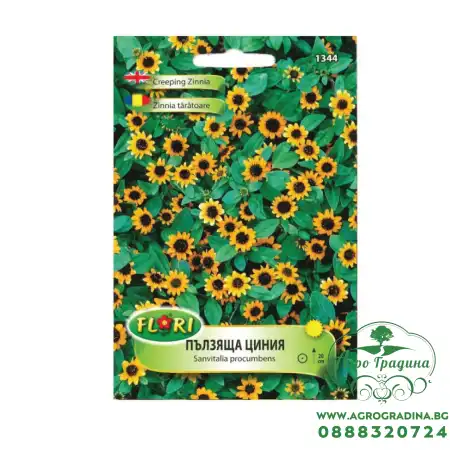 Пълзяща Циния Sanvitalia procumbens