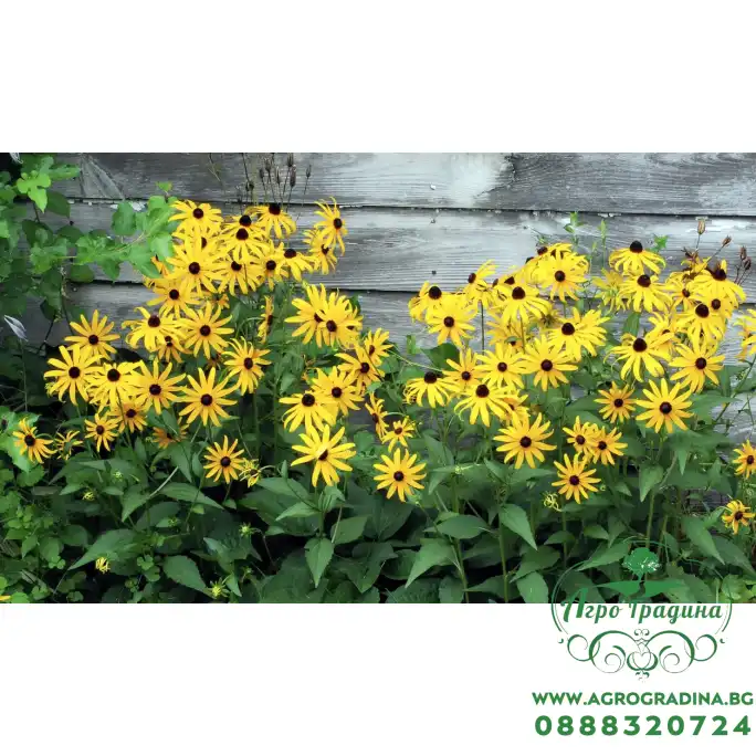 Рудбекия Rudbeckia hirta