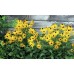 Рудбекия Rudbeckia hirta – Саксийни и градински цветя