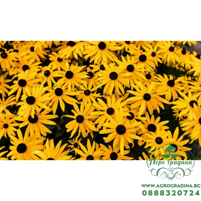 Рудбекия Rudbeckia hirta