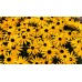 Рудбекия Rudbeckia hirta – Саксийни и градински цветя