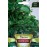 Воден крес Nasturtium officinale