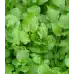 Воден крес Nasturtium officinale