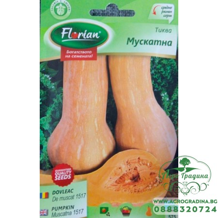 Тиква Mускатна (оребрена виола)