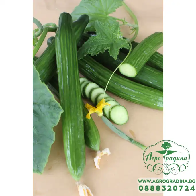 Краставици Косара F1