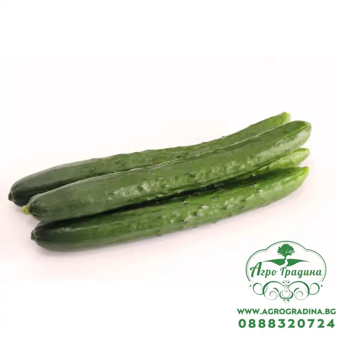 Краставици Хирошима F1