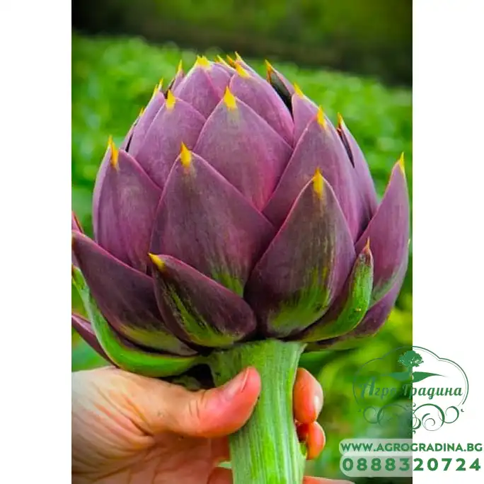 Артишок Виолет Де Прованс Violet de Provence Артишок Виолет Де Прованс Violet de Provence