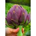 Артишок Виолет Де Прованс Violet de Provence