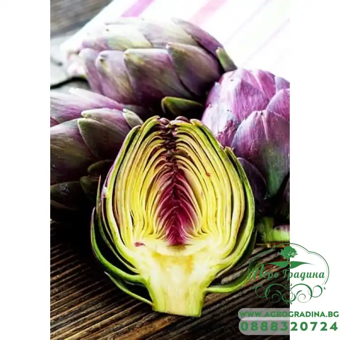 Артишок Виолет Де Прованс Violet de Provence Артишок Виолет Де Прованс Violet de Provence