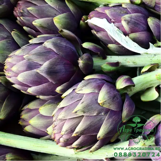 Артишок Виолет Де Прованс Violet de Provence Артишок Виолет Де Прованс Violet de Provence