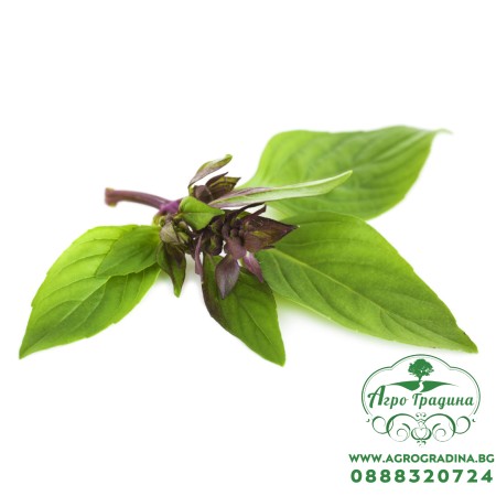 Босилек Анасонов / Basilico Liquirizia