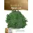 Босилек Дребнолистен Basilico foglia fine verde