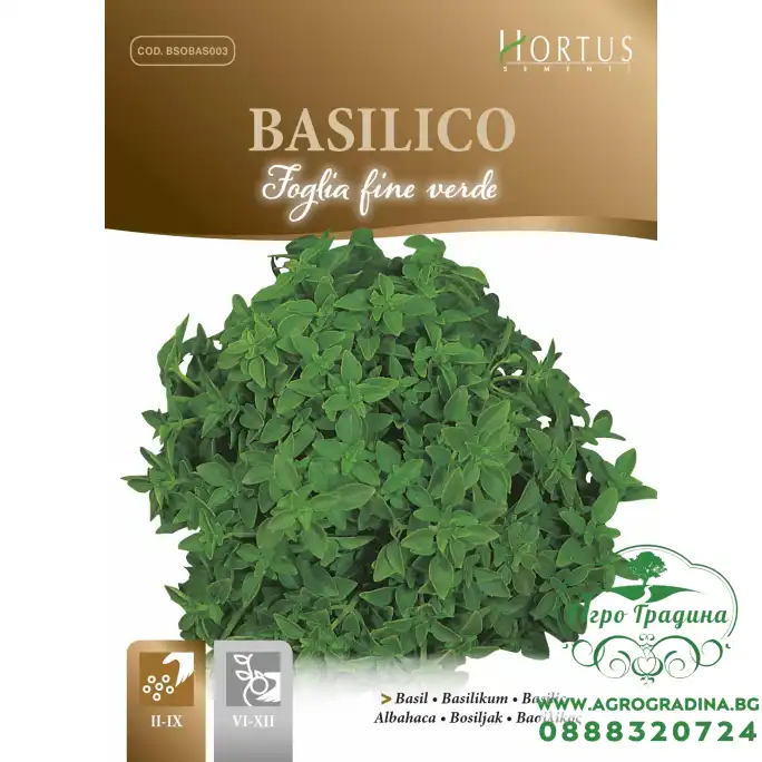 Босилек Дребнолистен Basilico foglia fine verde