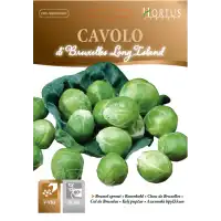 Брюкселско зеле Лонг Айлънд