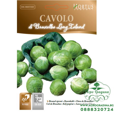 Брюкселско зеле Лонг Айлънд