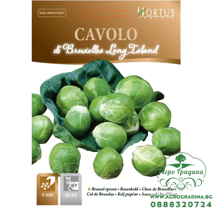 Брюкселско зеле Лонг Айлънд
